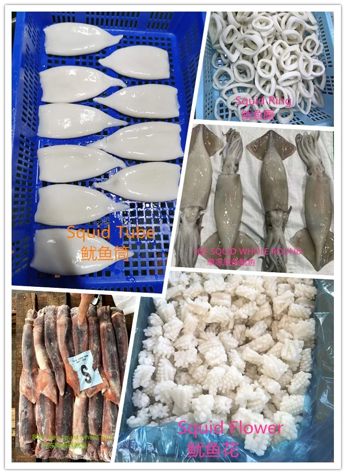 Wholesale High Quality Giant Squid Illex Squid Dried Squid