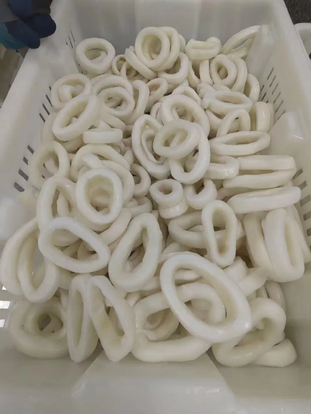 Frozen Seafood Illex/Gigas Squid Calamari/Calamar Pota Sotong Ring