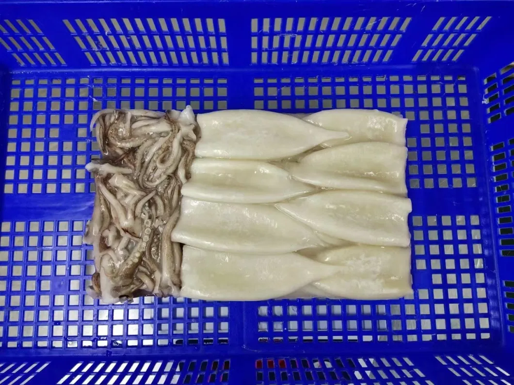 Frozen Squid T+T (Tube+Tentacle) /Calamari T+T/Calamar/Pota