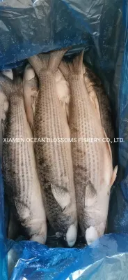 China Sea Caught Frozen Grey Mullet Without Roe