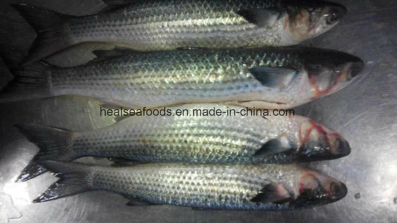 Grey Mullet Price From China