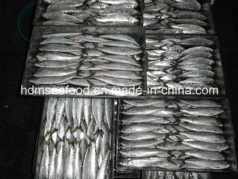Whole Fround Frozen Sardine Fish (Sardinella aurita)