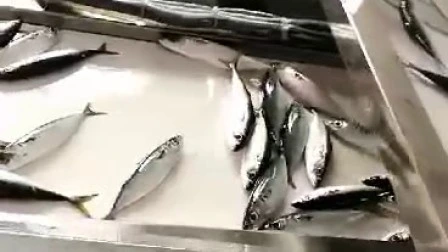 Whole Round Frozen Horse Mackerel Fish
